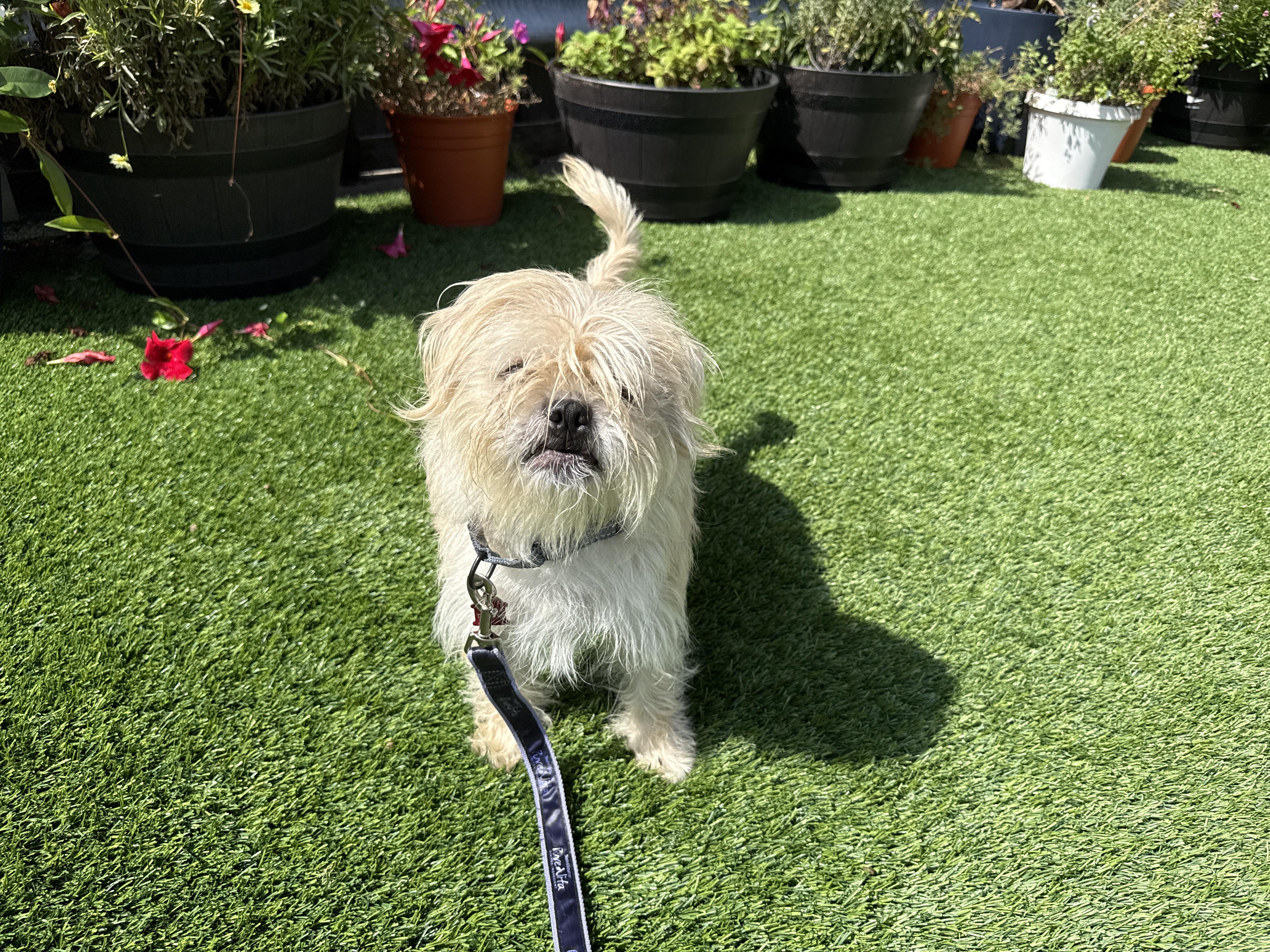 Enlarge Zeus, a Adopted mixed breed in Evanston, IL image 1/2
