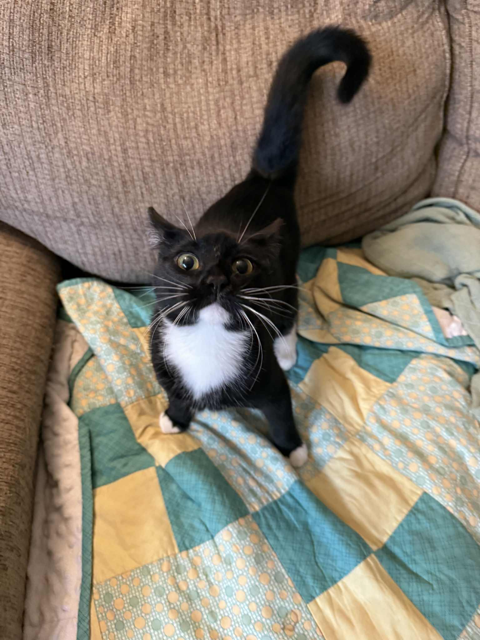 Gypsy, Adoptable, Young Female Tuxedo & Domestic Short Hair.