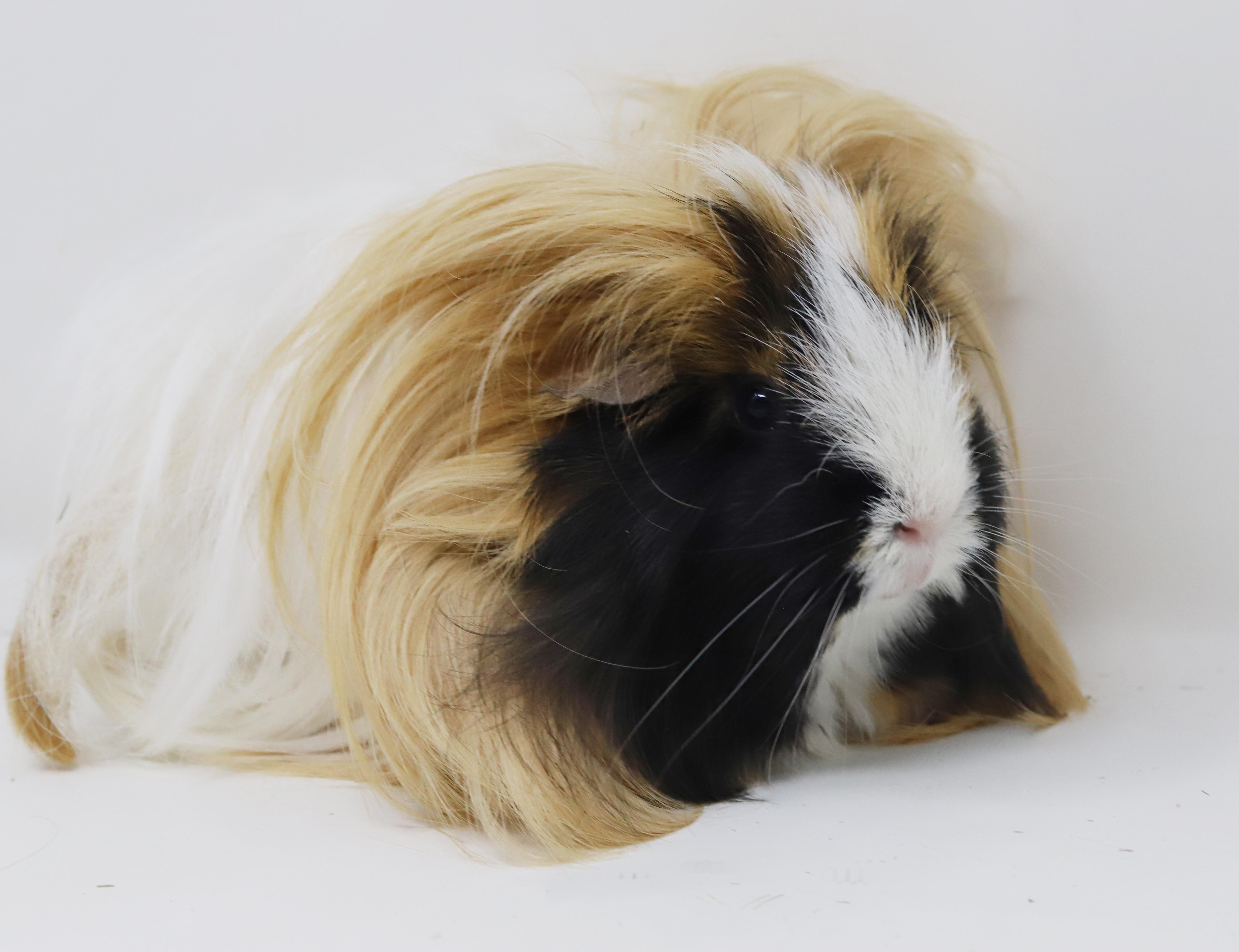 Enlarge Buffy (aka Karen) has THE most stylish "do"!  BONDED WITH POPCORN and PEANUTS, a ADOPTABLE Peruvian in Bedford Hills, NY image 3/6