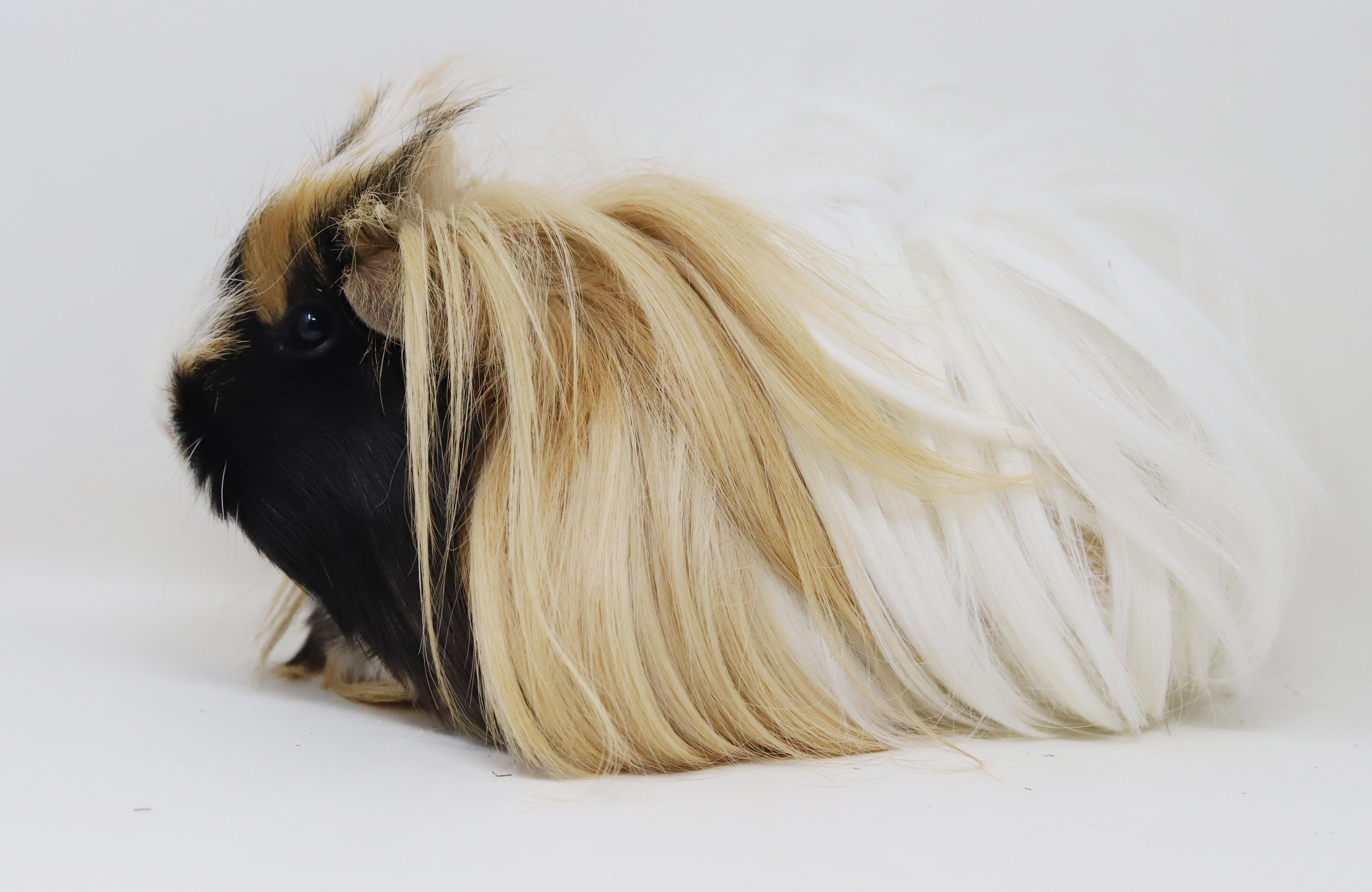 Enlarge Buffy (aka Karen) has THE most stylish "do"!  BONDED WITH POPCORN and PEANUTS, a ADOPTABLE Peruvian in Bedford Hills, NY image 6/6
