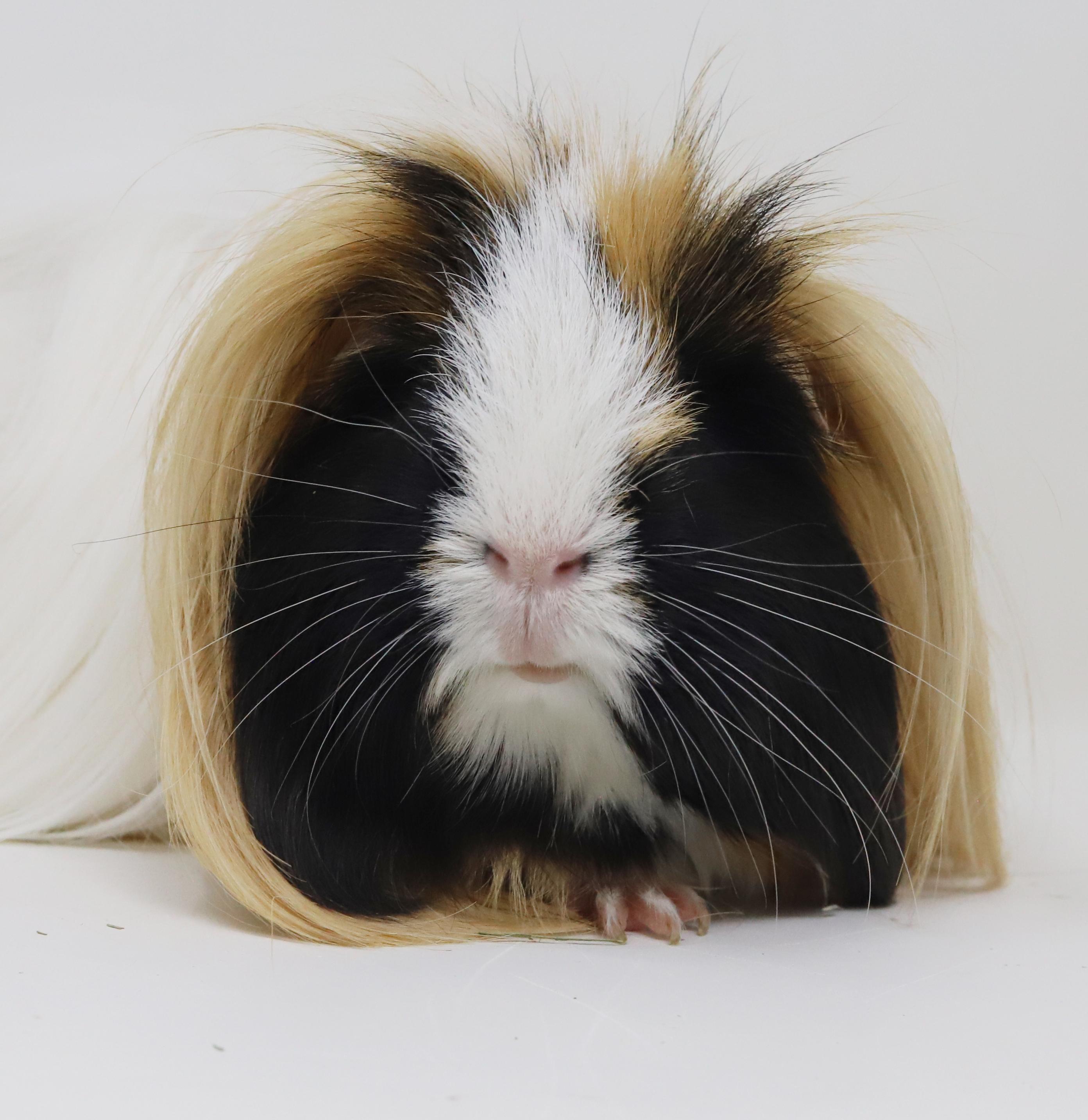 Enlarge Buffy (aka Karen) has THE most stylish "do"!  BONDED WITH POPCORN and PEANUTS, a ADOPTABLE Peruvian in Bedford Hills, NY image 4/6