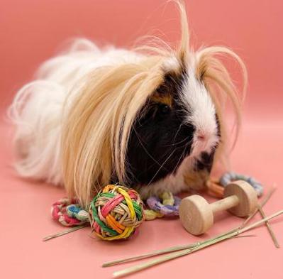 Enlarge Buffy (aka Karen) has THE most stylish "do"!  BONDED WITH POPCORN and PEANUTS, a ADOPTABLE Peruvian in Bedford Hills, NY image 1/6