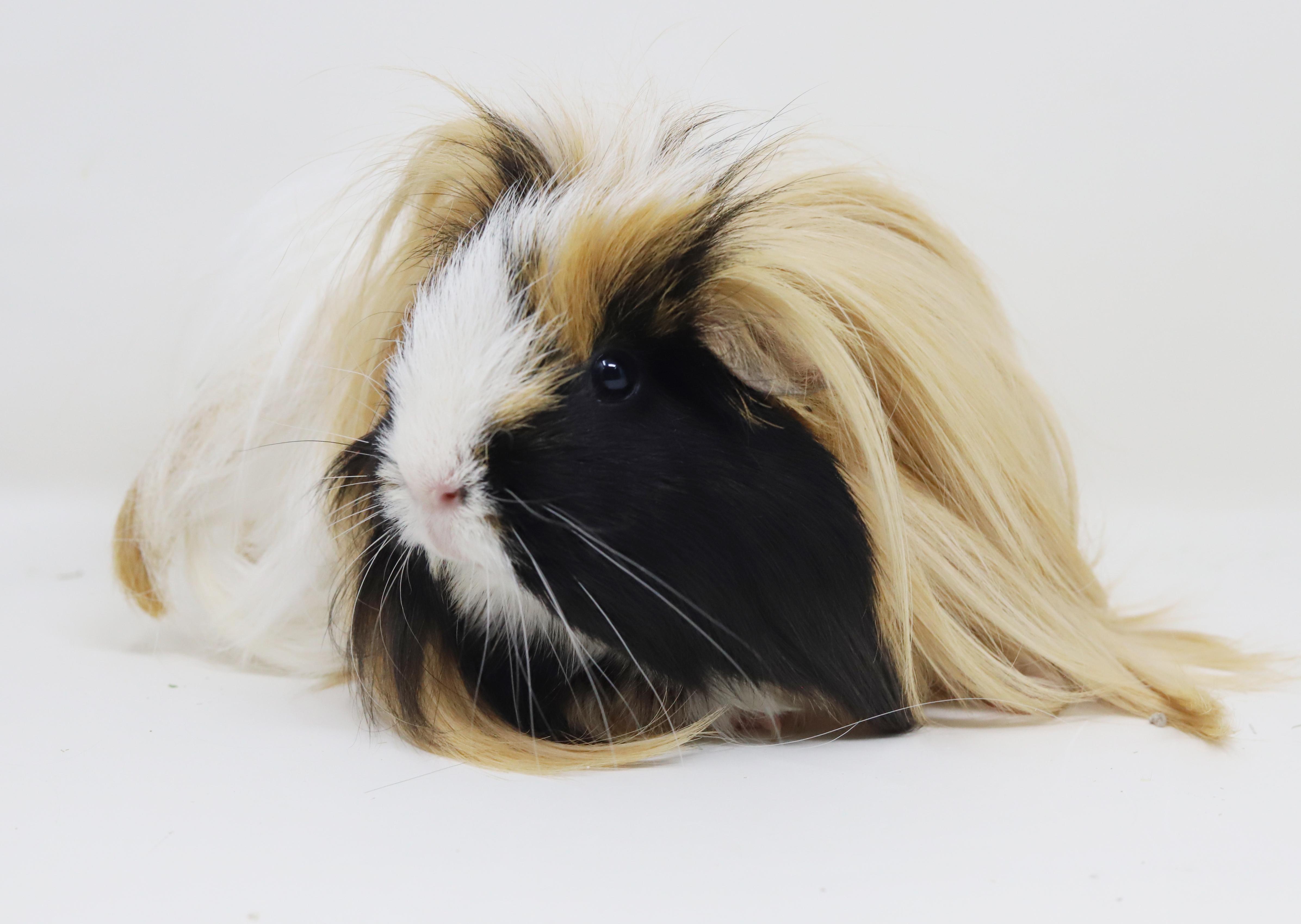 Enlarge Buffy (aka Karen) has THE most stylish "do"!  BONDED WITH POPCORN and PEANUTS, a ADOPTABLE Peruvian in Bedford Hills, NY image 5/6