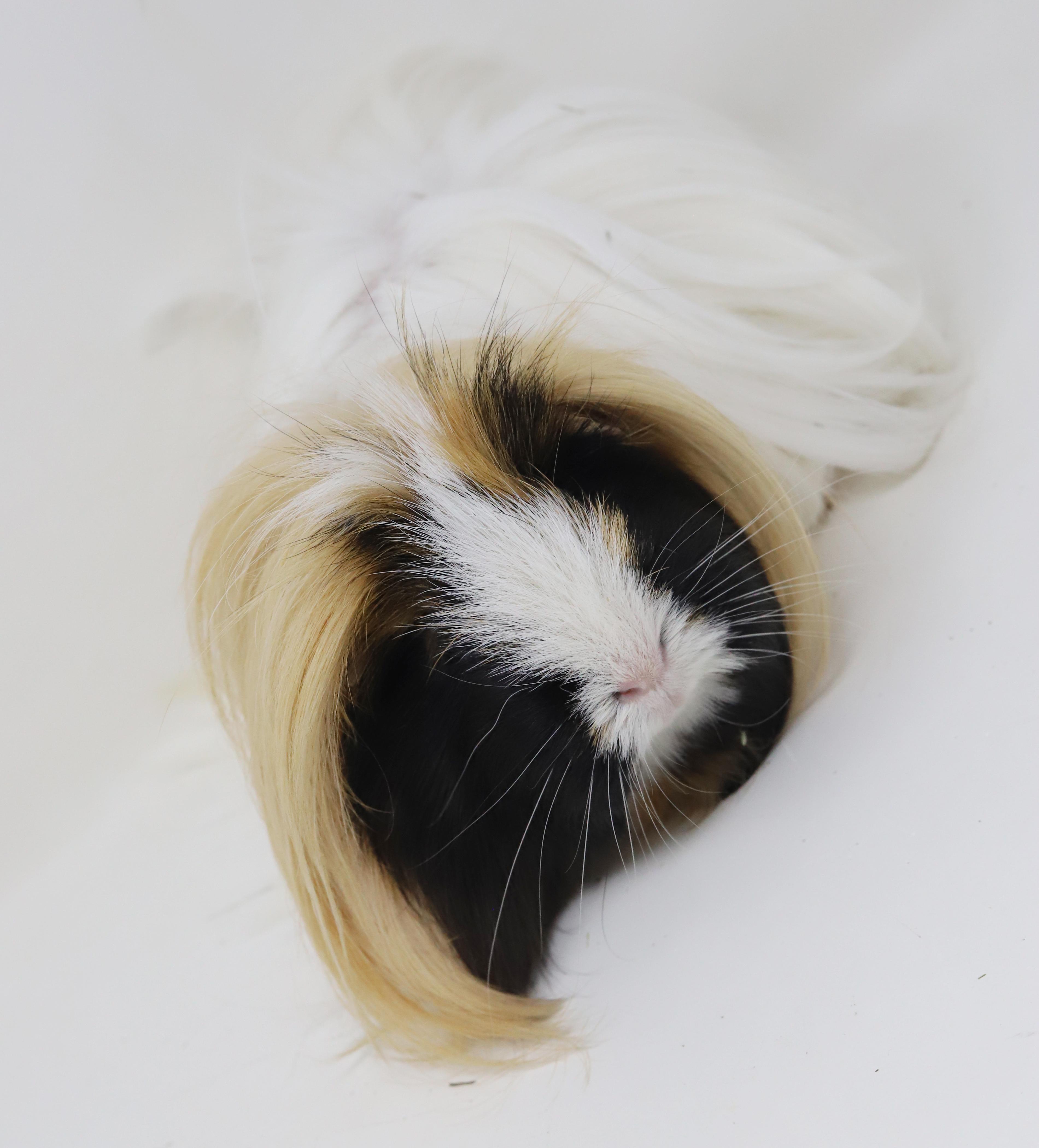 Enlarge Buffy (aka Karen) has THE most stylish "do"!  BONDED WITH POPCORN and PEANUTS, a ADOPTABLE Peruvian in Bedford Hills, NY image 2/6