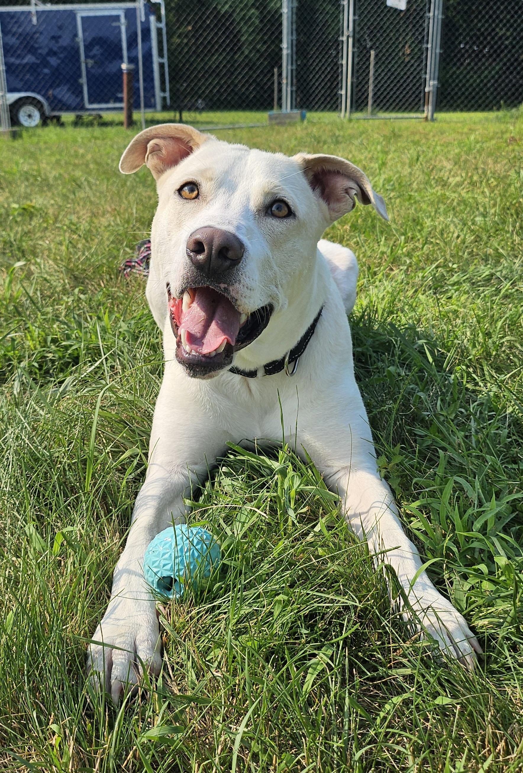 Enlarge Sabre, an adoptable mixed breed in Salem, NH image 1/4