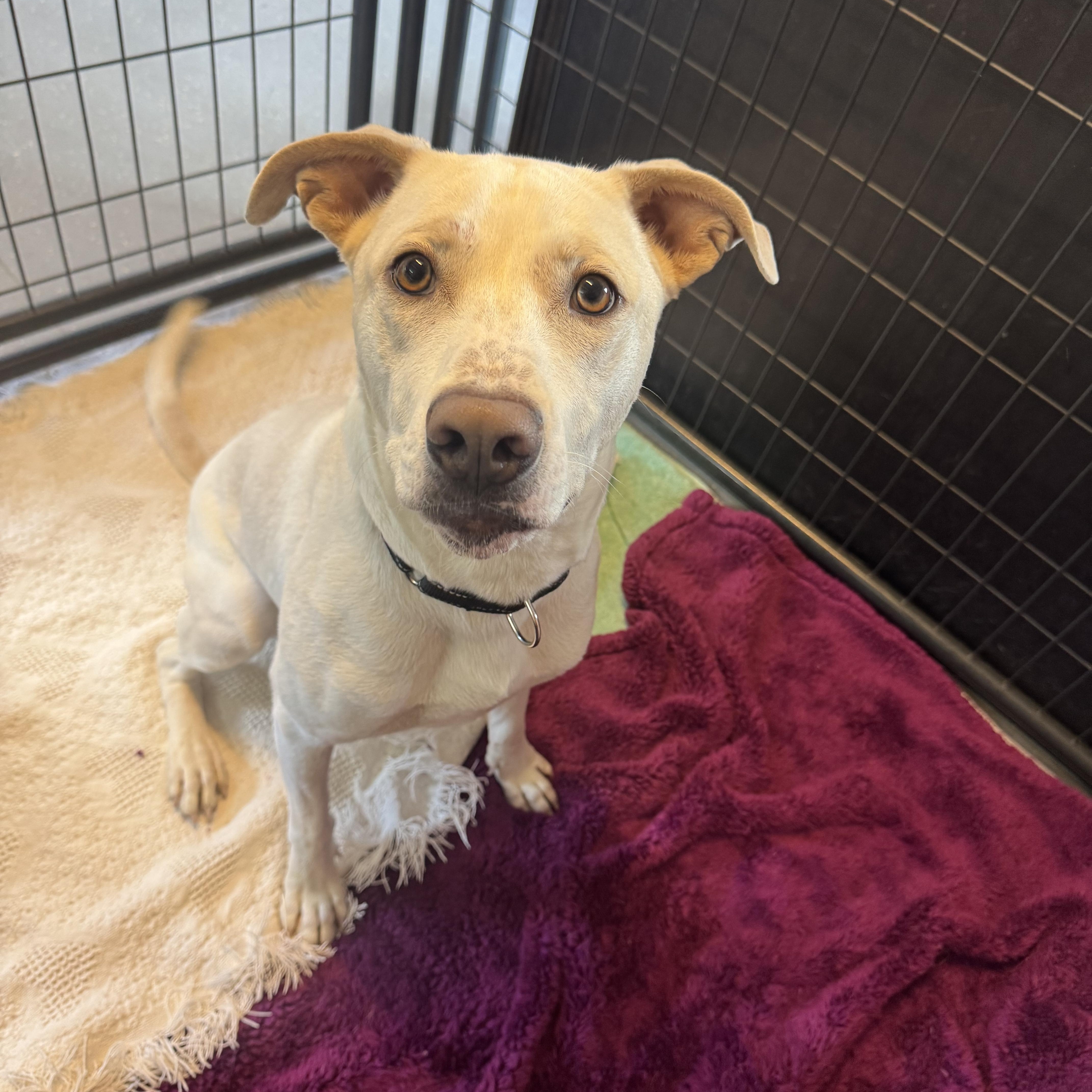 Enlarge Sabre, an adoptable mixed breed in Salem, NH image 3/4