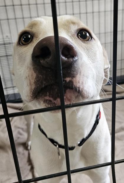 Enlarge Sabre, an adoptable mixed breed in Salem, NH image 4/4