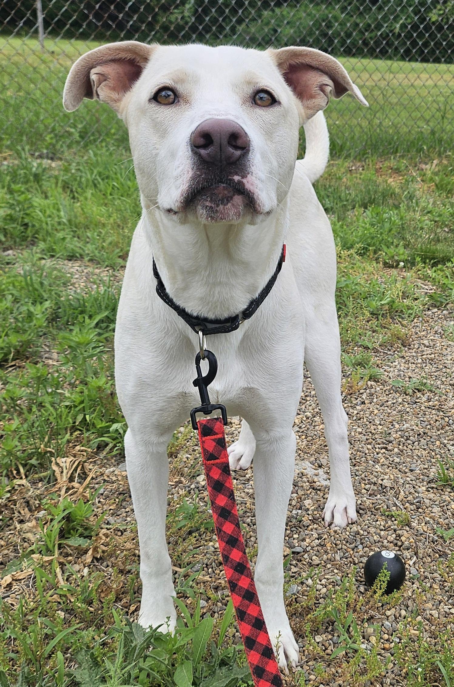 Enlarge Sabre, an adoptable mixed breed in Salem, NH image 2/4