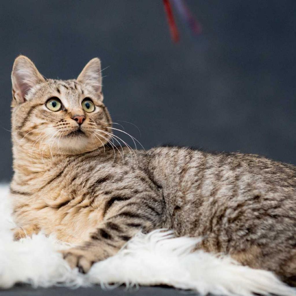 Bentlie, Adoptable, Adult Female Domestic Short Hair.