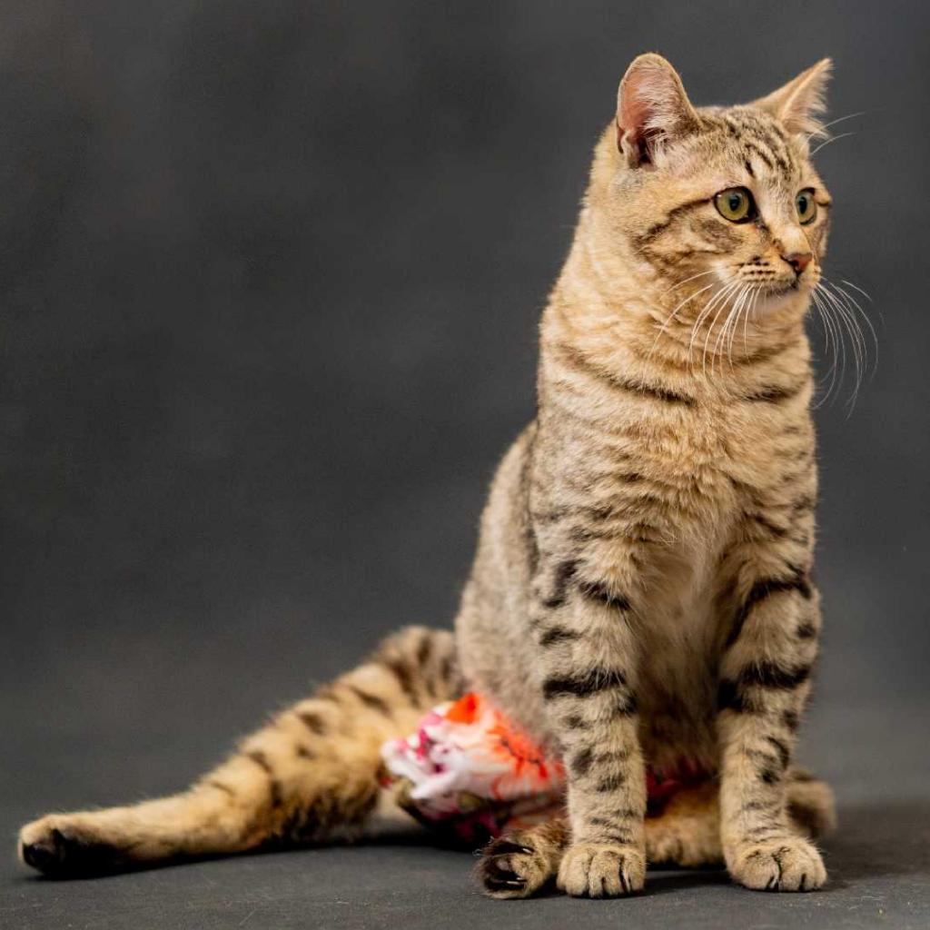 Bentlie, Adoptable, Adult Female Domestic Short Hair.