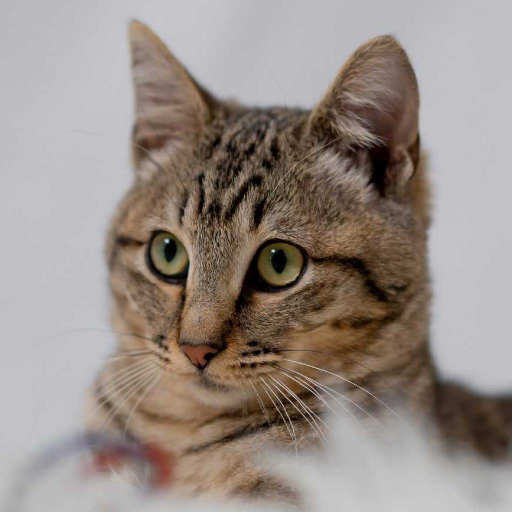 Enlarge Bentlie, a Adoptable Domestic Short Hair in Los Angeles, CA image 4/4