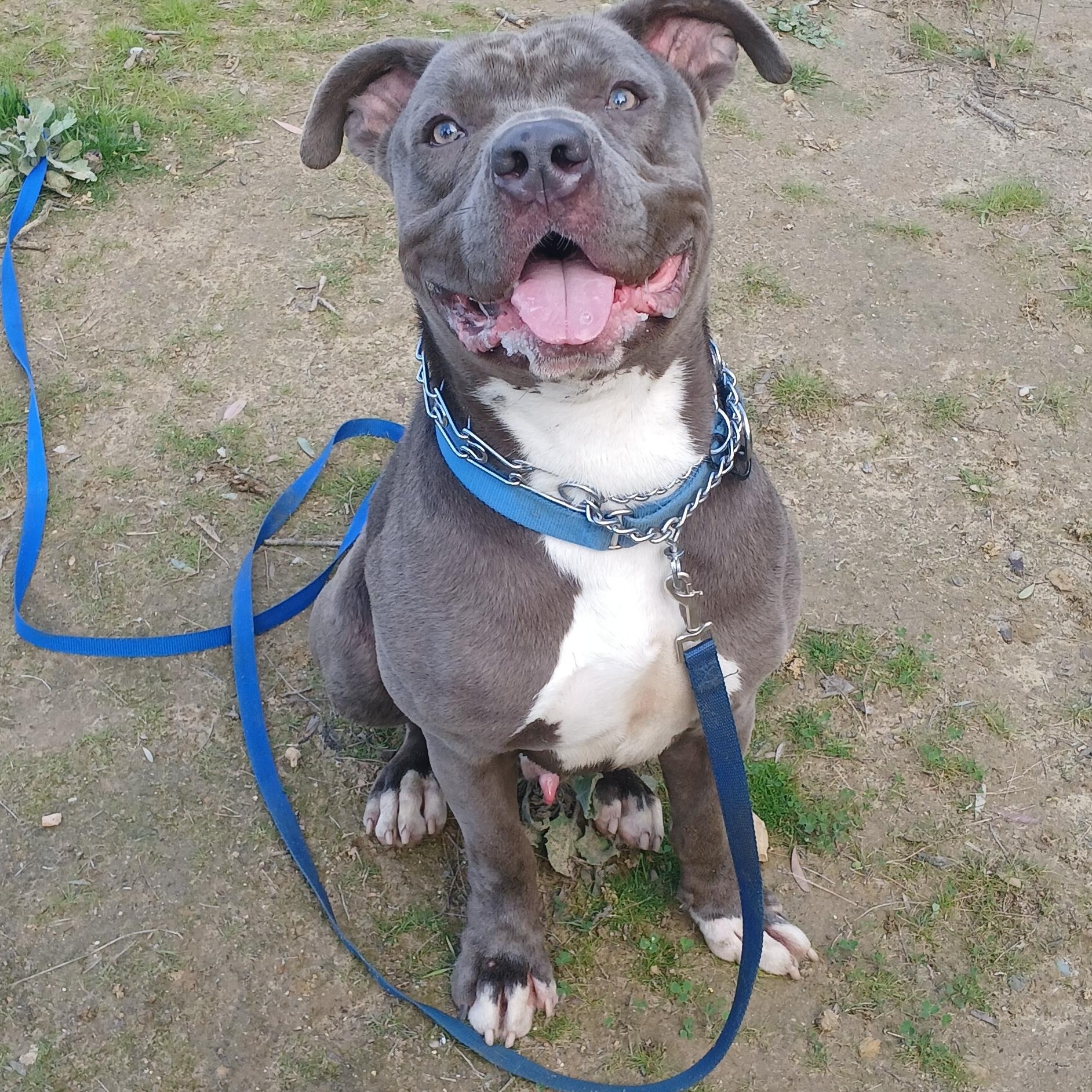 Chulo, a Adopted mixed breed in rowland heights, CA image 3/4