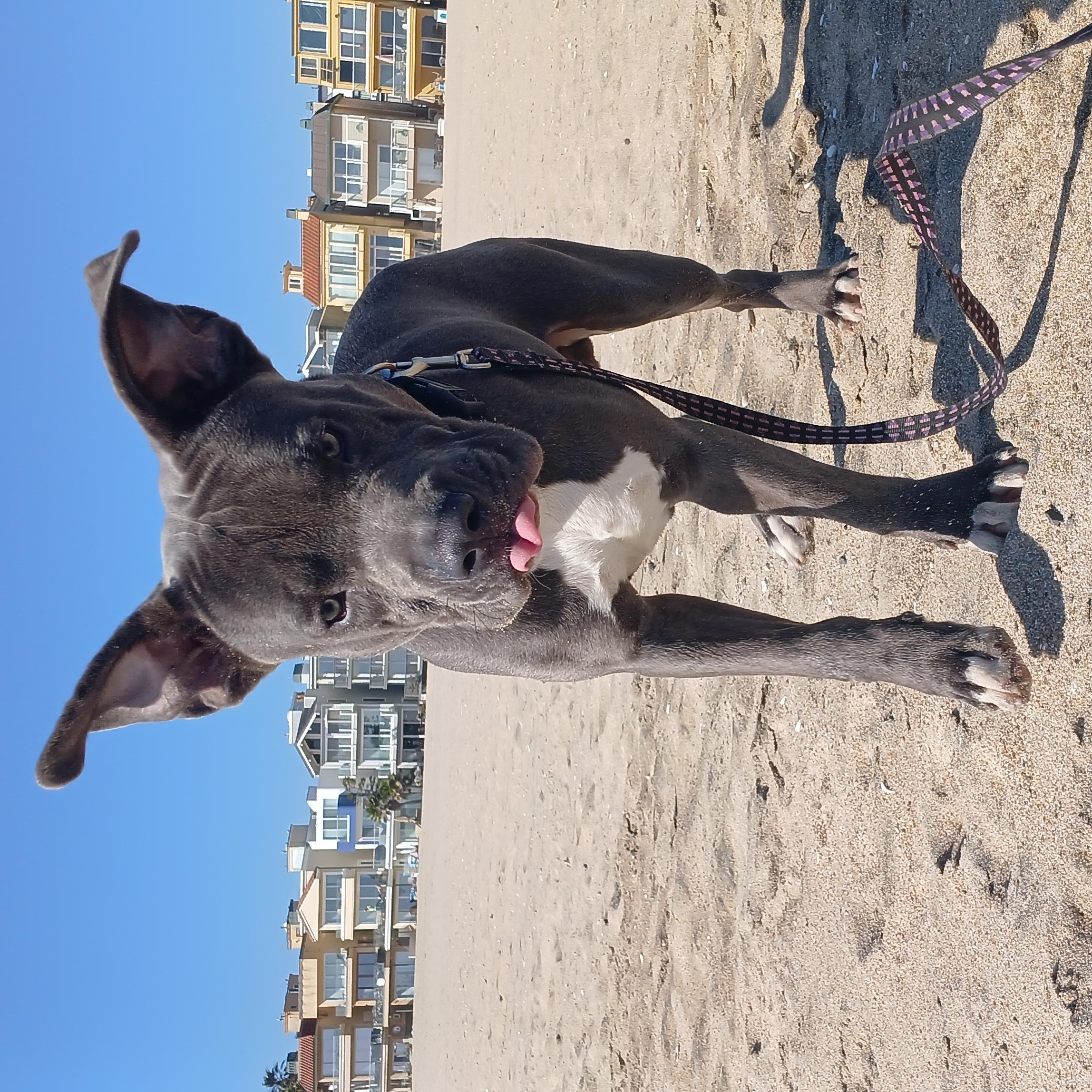 Chulo, Adopted, Adult Male Mastiff.