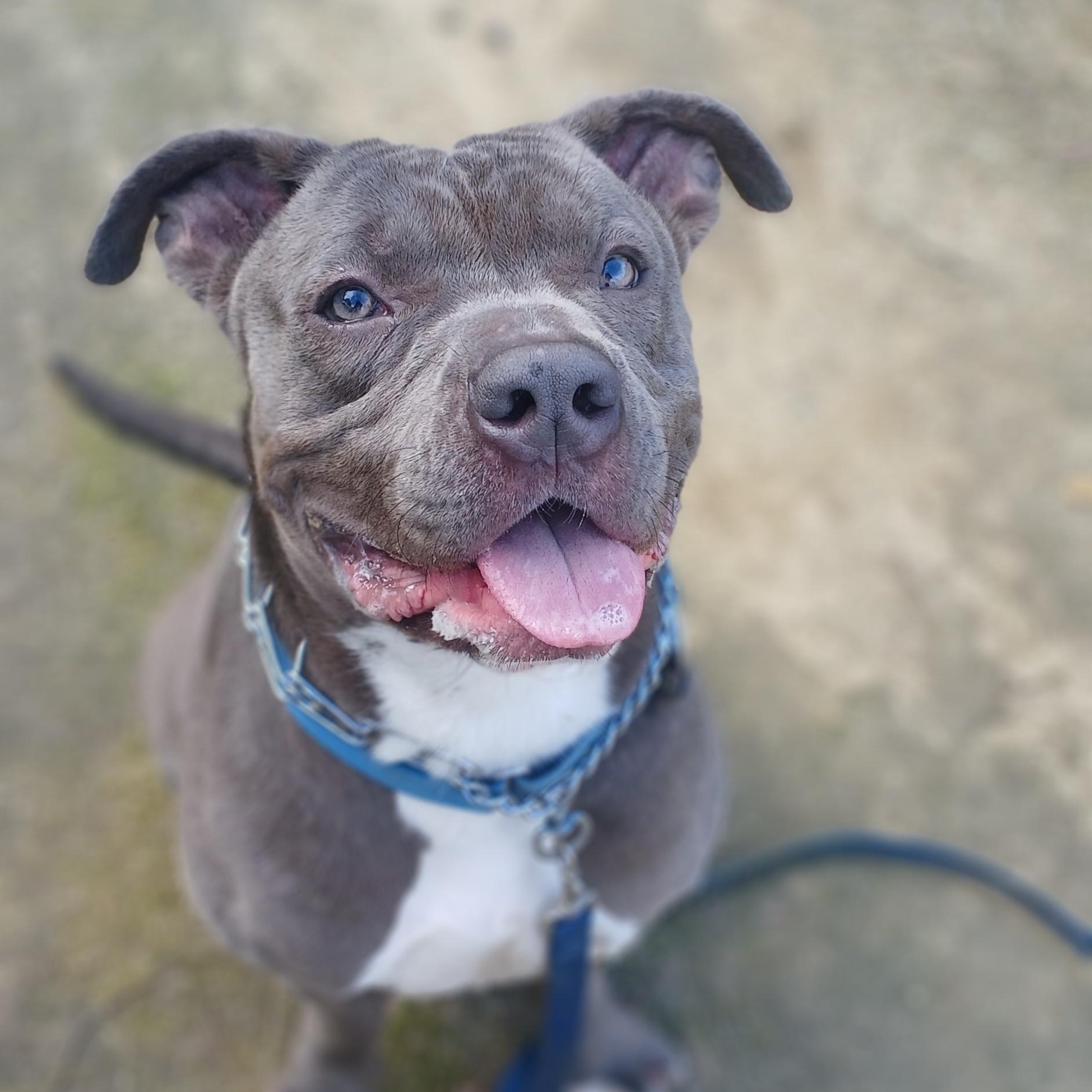 Chulo, Adopted, Adult Male Mastiff.