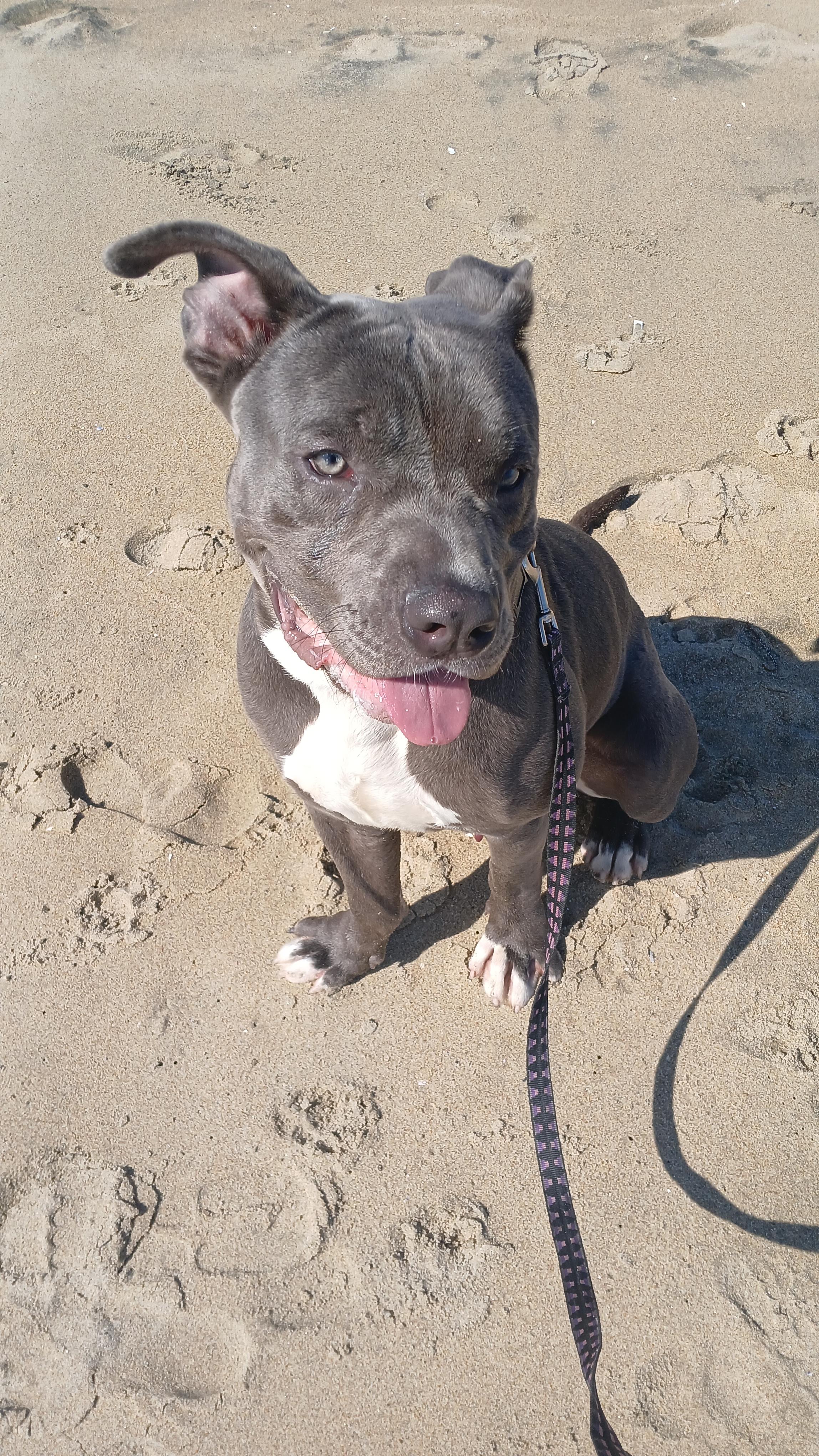 Chulo, a Adopted mixed breed in rowland heights, CA image 4/4