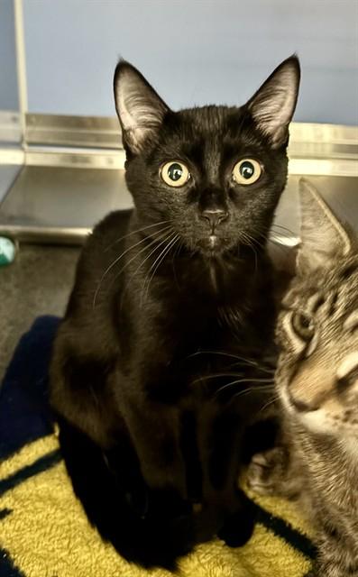 MATILDA, Adoptable, Young Female Domestic Short Hair.