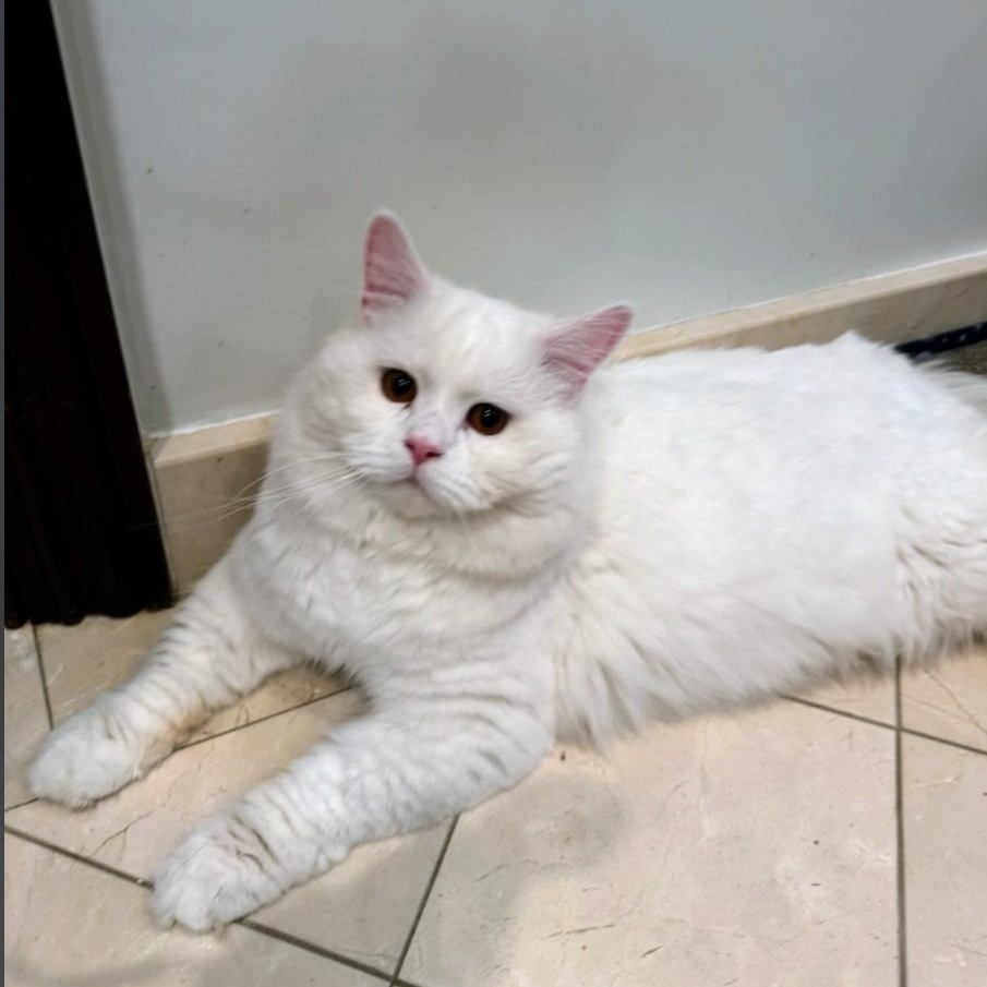 Blizzard, an adopted Domestic Long Hair in Staten Island, NY image 2/5
