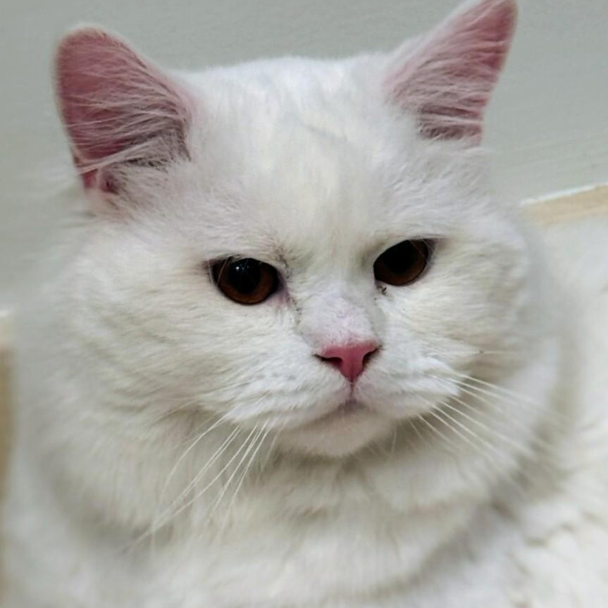 Blizzard, an adopted Domestic Long Hair in Staten Island, NY image 4/5