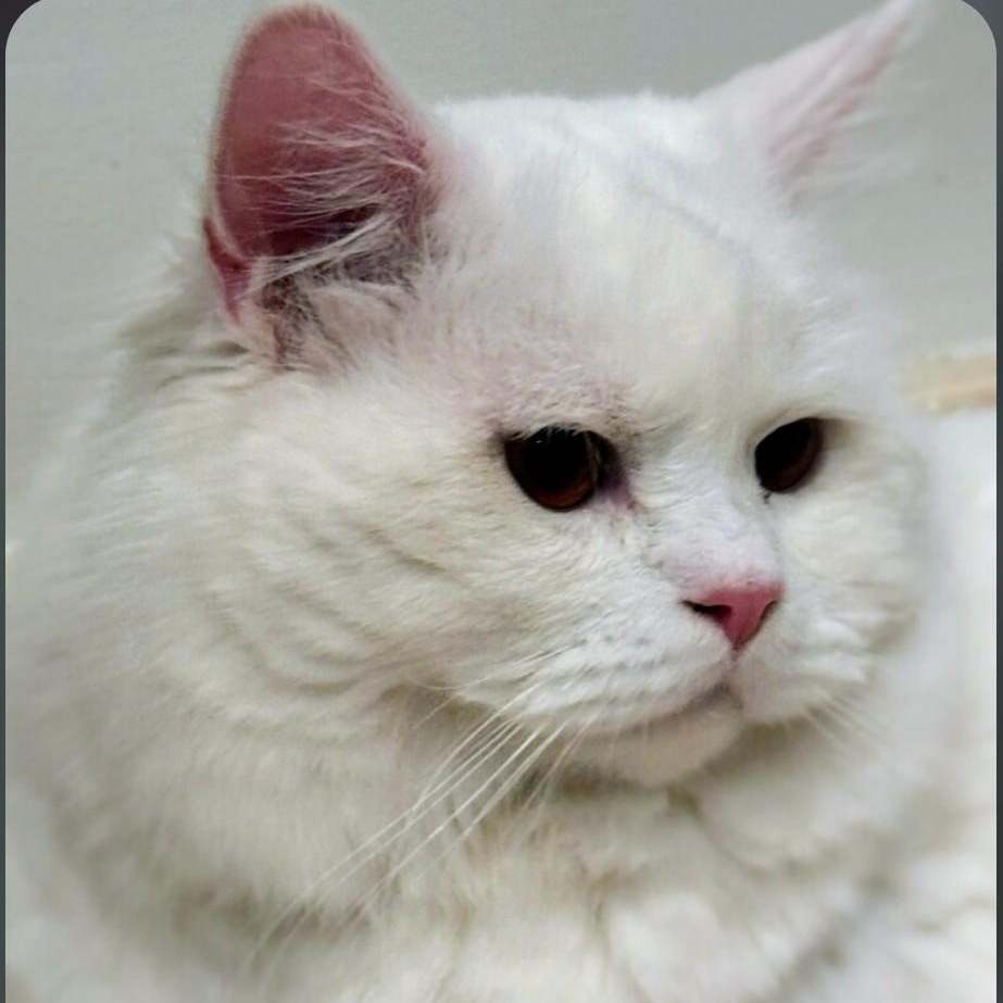 Blizzard, an adopted Domestic Long Hair in Staten Island, NY image 3/5