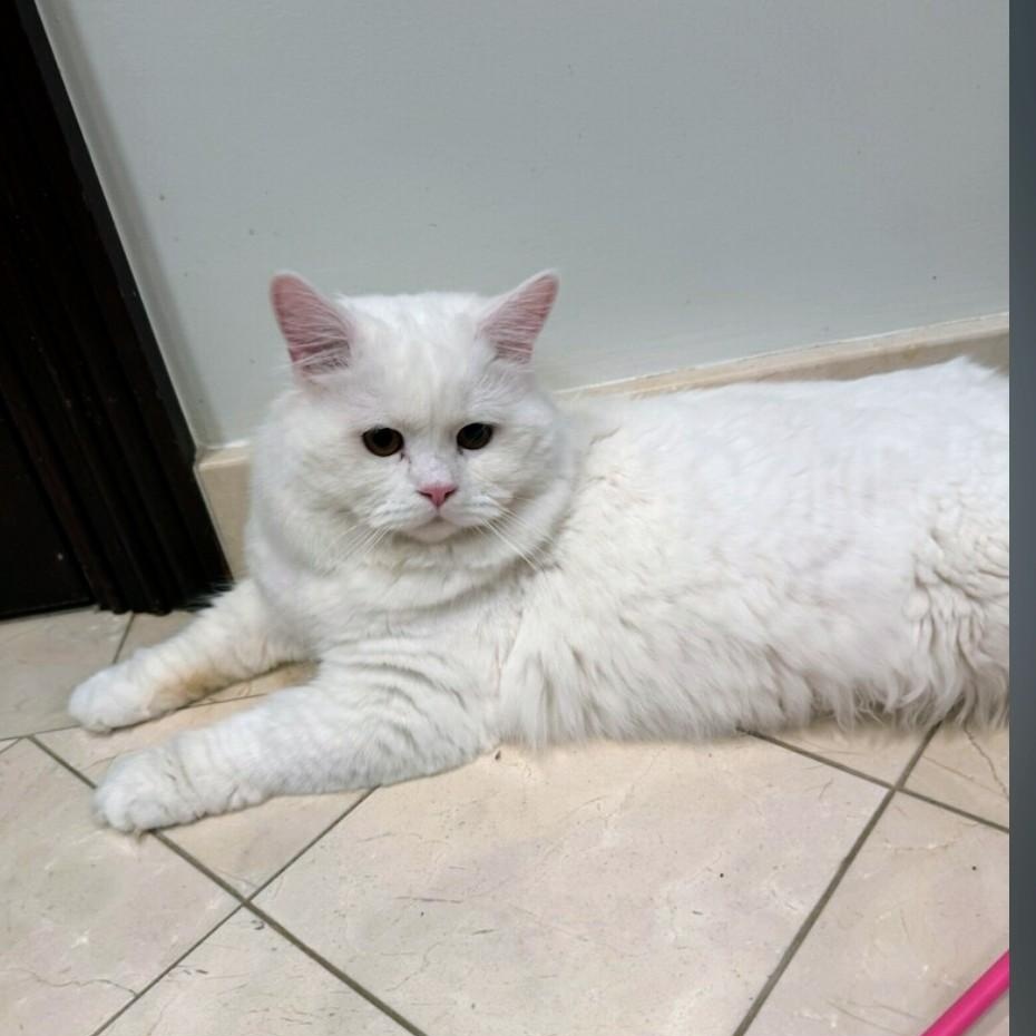 Blizzard, an adopted Domestic Long Hair in Staten Island, NY image 5/5