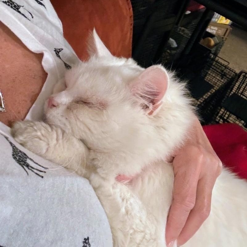 Blizzard, an adopted Domestic Long Hair in Staten Island, NY image 1/5