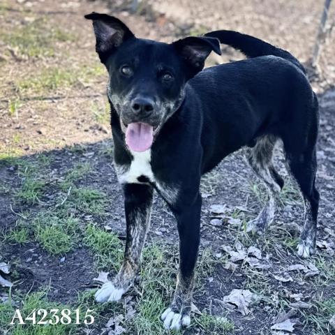 Enlarge MURRAY, a Adoptable mixed breed in Conroe, TX image 1/1