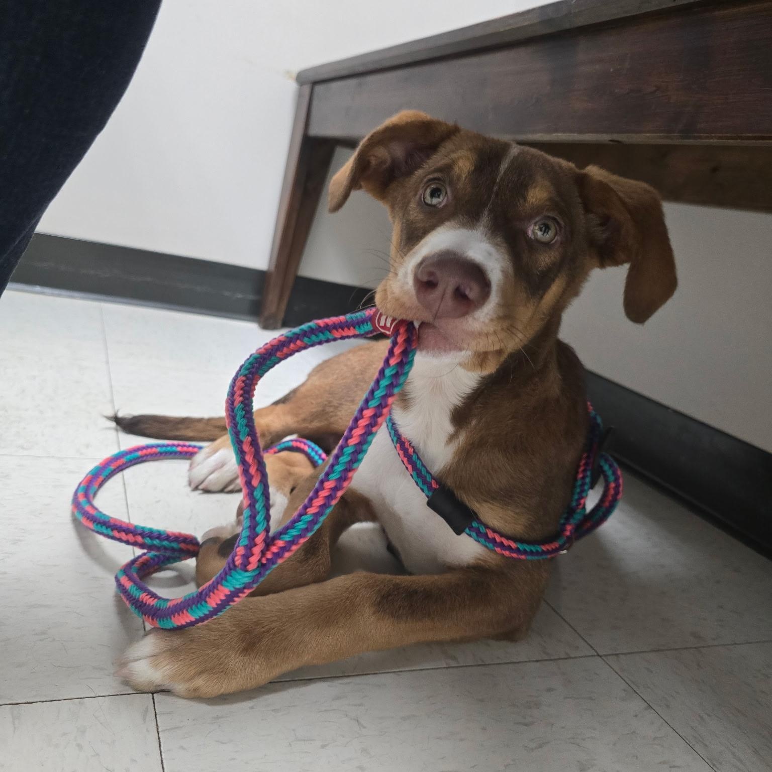 Syrup, a ADOPTABLE mixed breed in Rock Hill, SC image 5/6