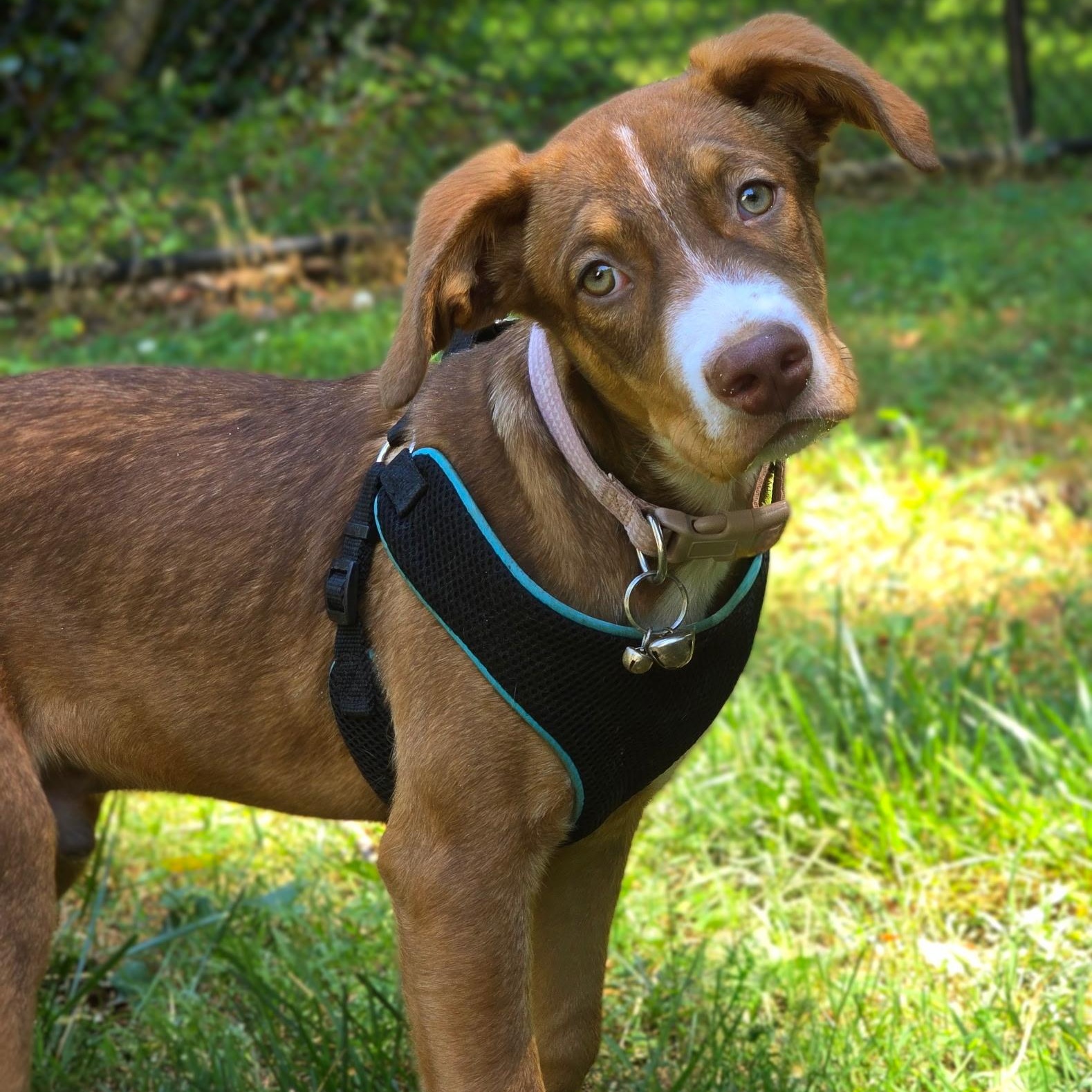 Syrup, a ADOPTABLE mixed breed in Rock Hill, SC image 2/6