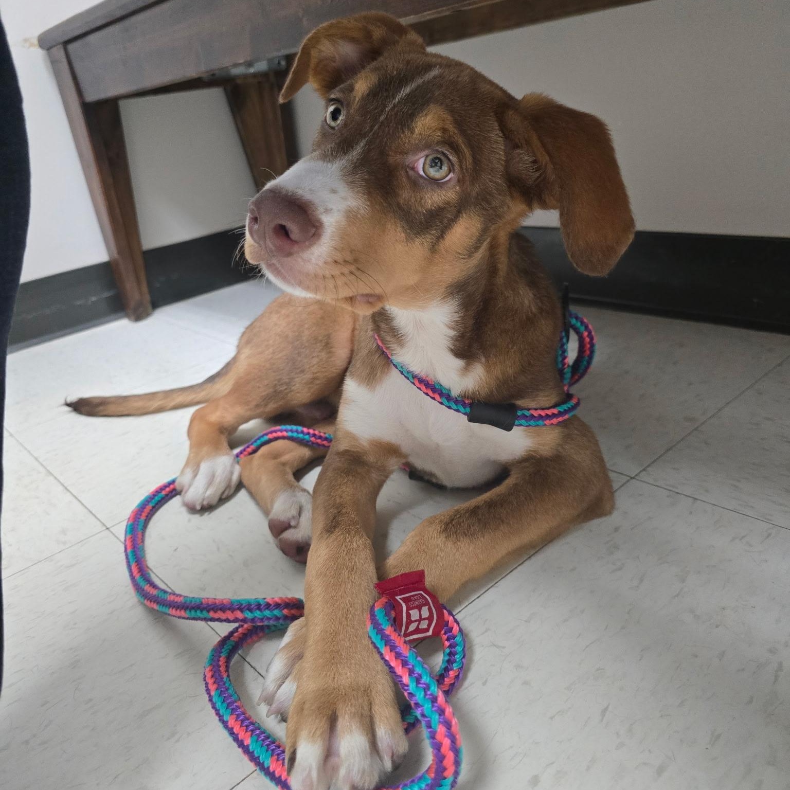 Syrup, a ADOPTABLE mixed breed in Rock Hill, SC image 3/6