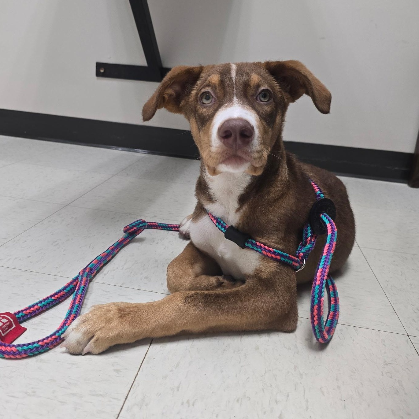Syrup, a ADOPTABLE mixed breed in Rock Hill, SC image 1/6