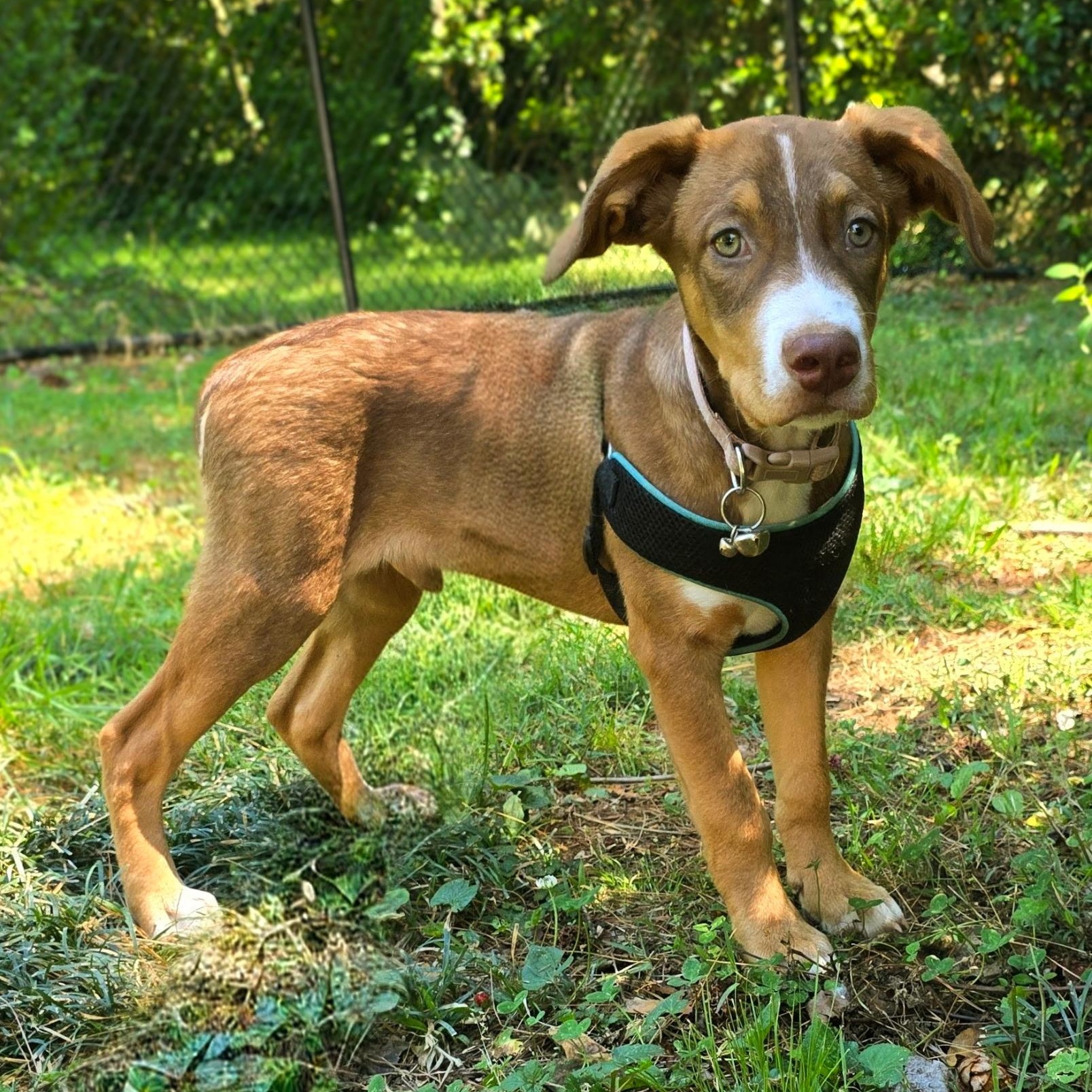 Syrup, a ADOPTABLE mixed breed in Rock Hill, SC image 6/6