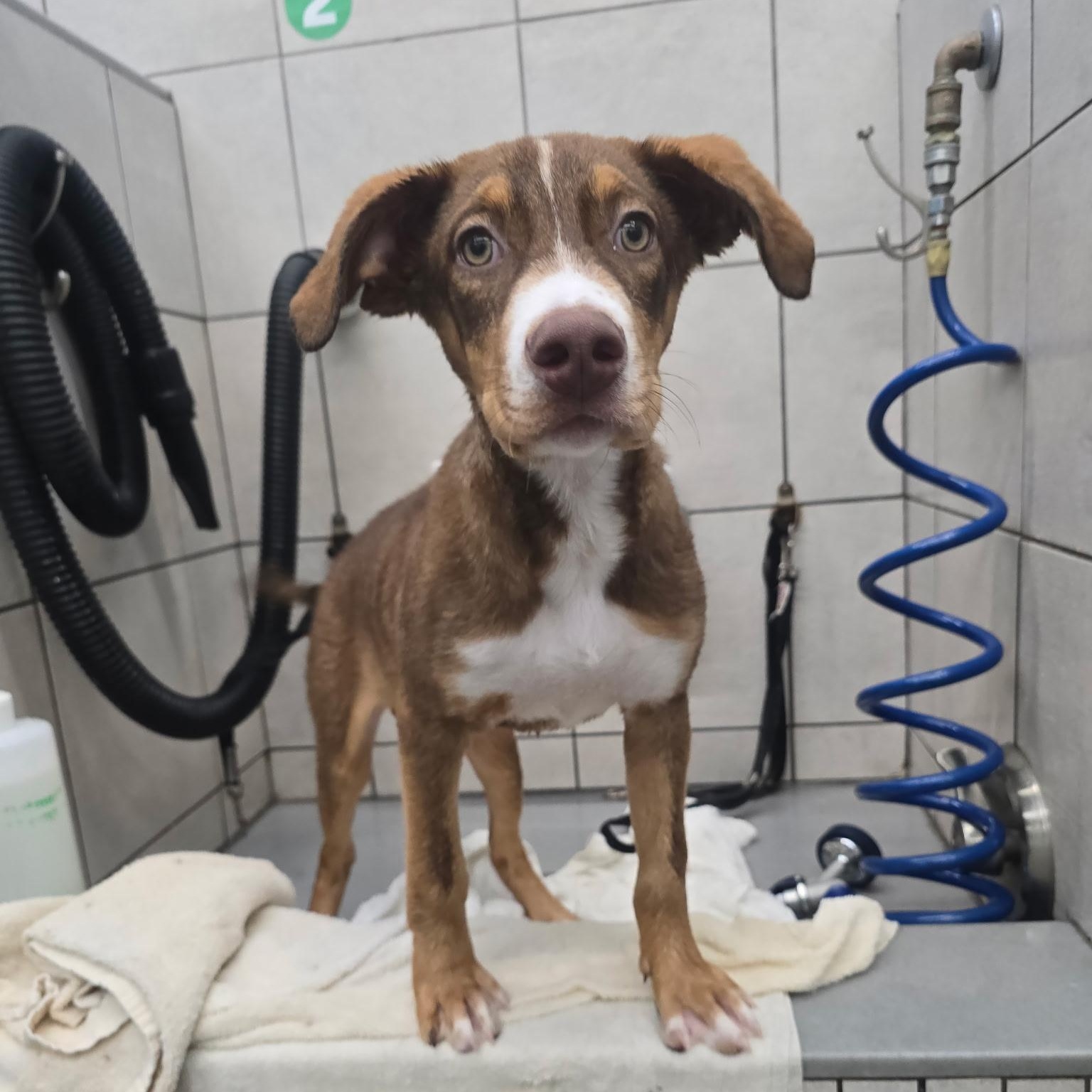 Syrup, a ADOPTABLE mixed breed in Rock Hill, SC image 4/6