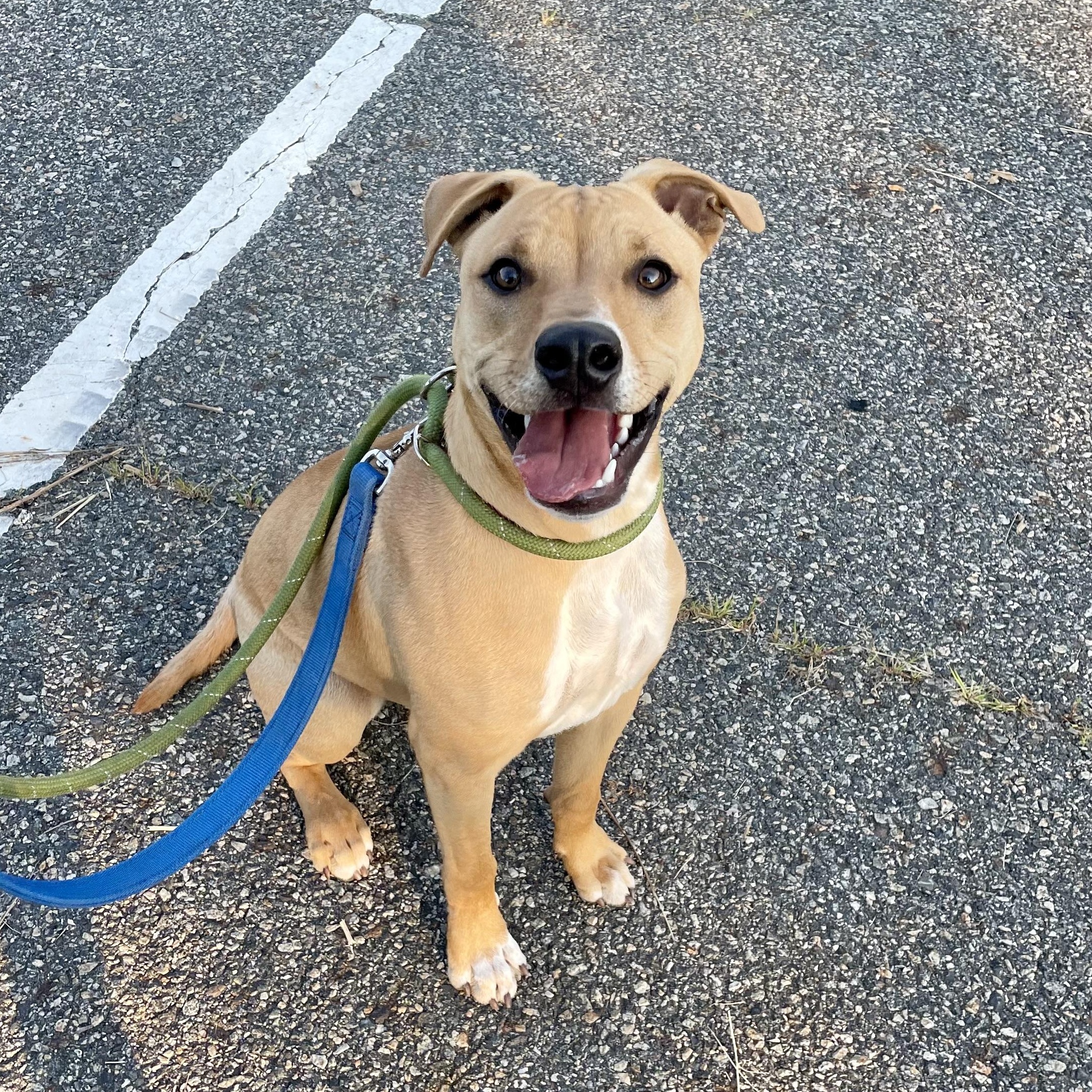 Honey, a Adoptable mixed breed in West Milford, NJ image 2/6