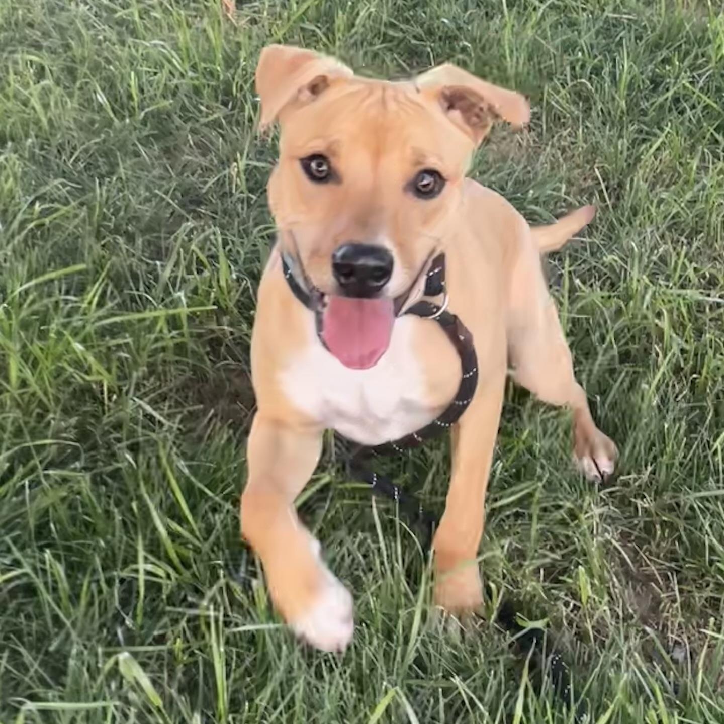 Honey, Adoptable, Young Female American Staffordshire Terrier.