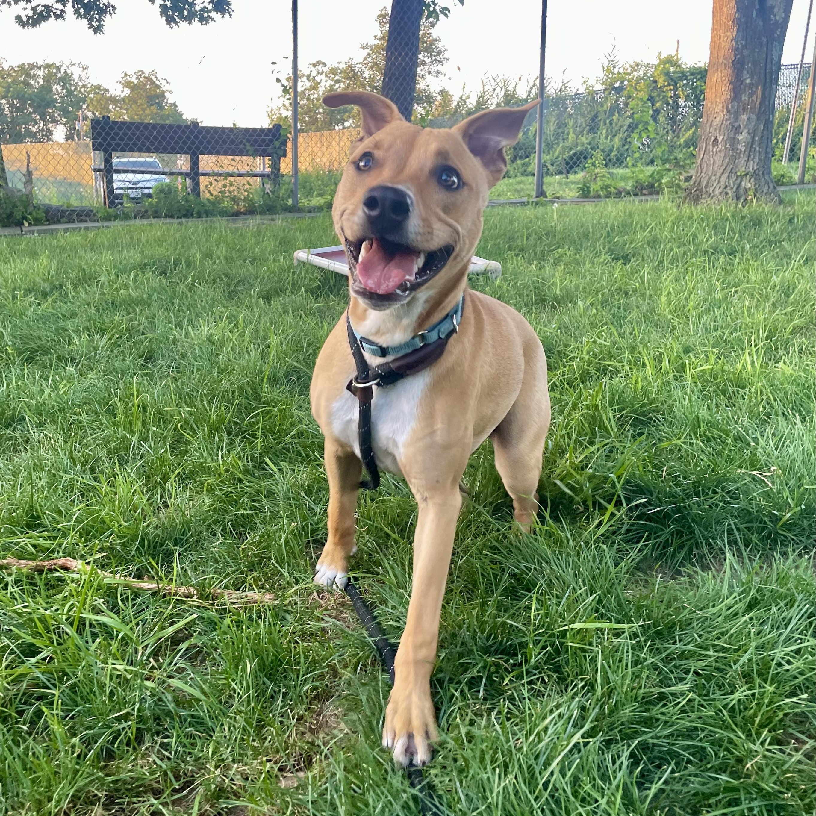 Honey, a Adoptable mixed breed in West Milford, NJ image 6/6