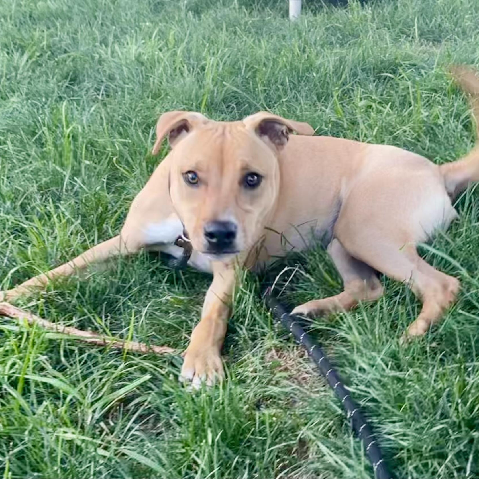Honey, a Adoptable mixed breed in West Milford, NJ image 5/6