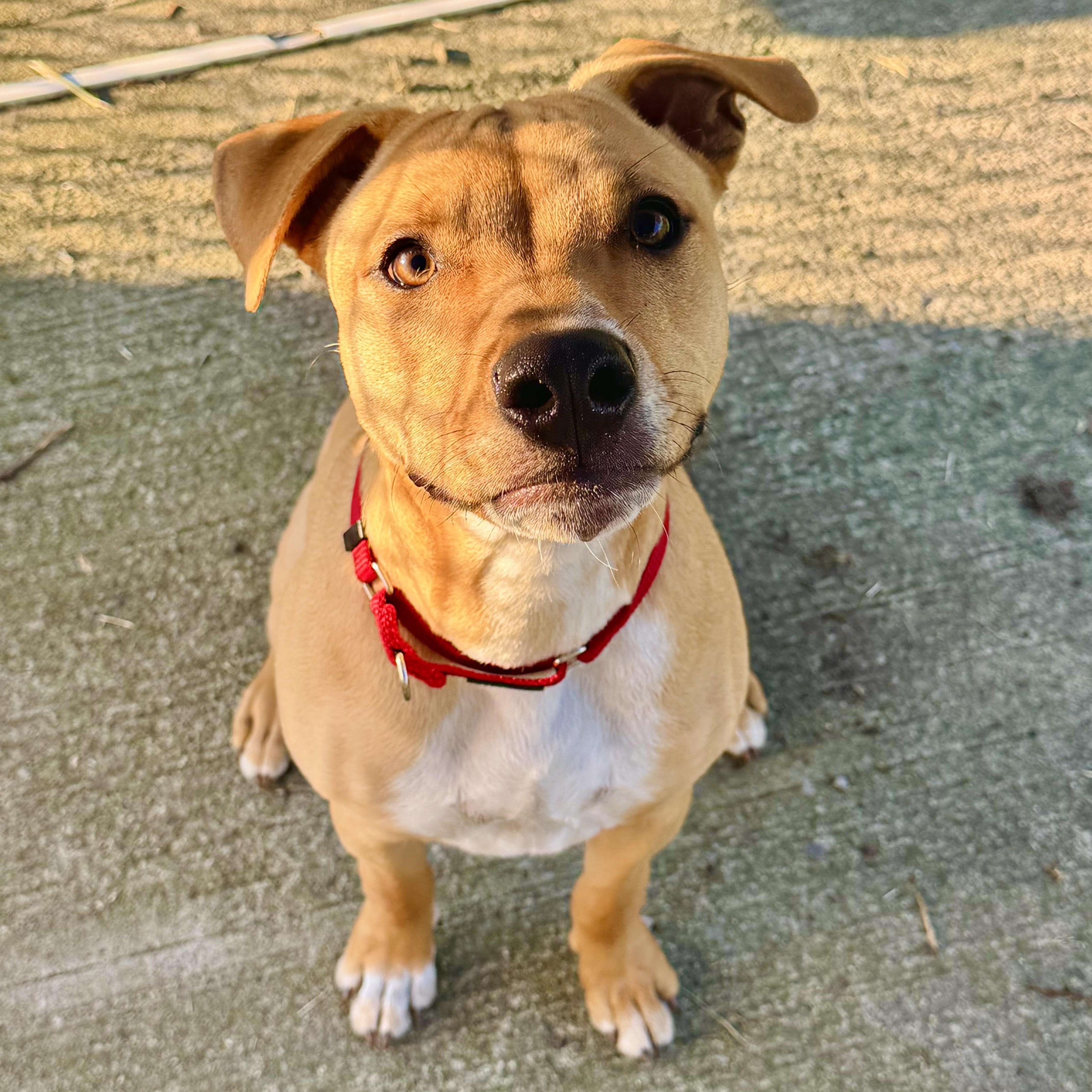 Honey, a Adoptable mixed breed in West Milford, NJ image 4/6
