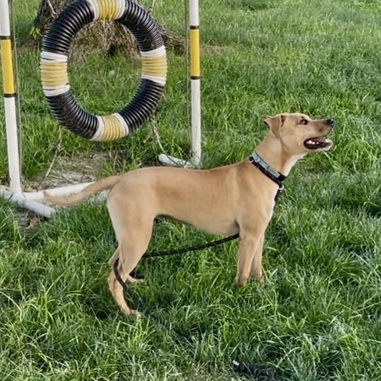 Honey, a Adoptable mixed breed in West Milford, NJ image 3/6