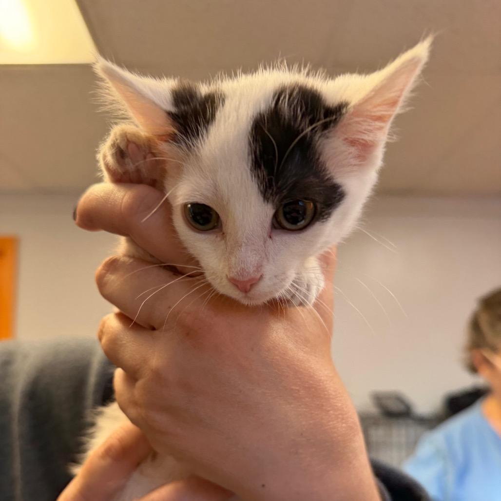 Val, adopted, Kitten Female Domestic Short Hair.