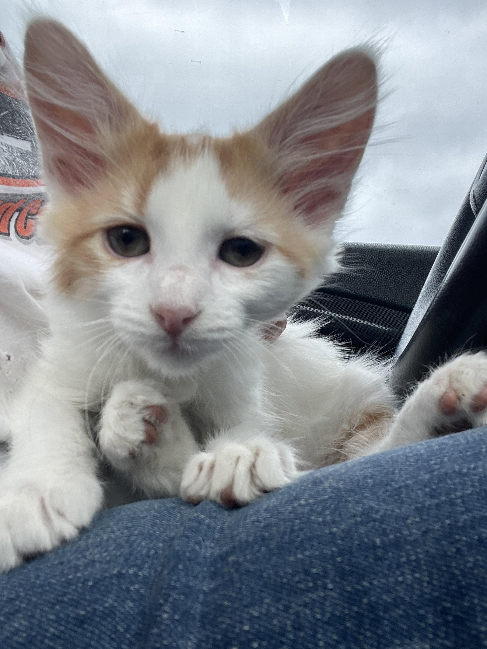 Jake, Adopted, Kitten Male Domestic Medium Hair.