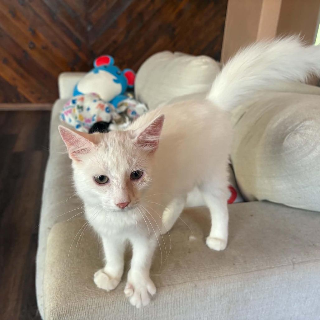 Orville, Adoptable, Kitten Male Domestic Medium Hair.