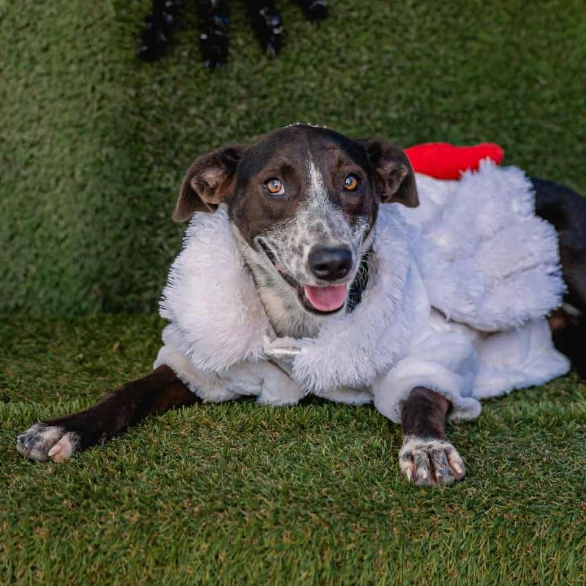 Lili, ADOPTABLE, Young Female Whippet.