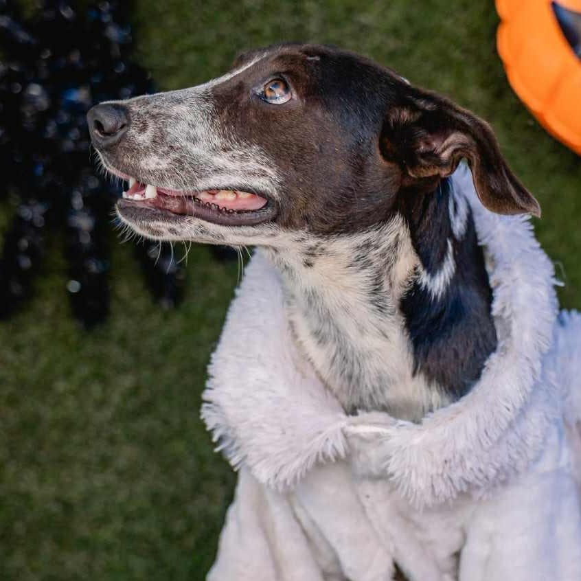 Enlarge Lili, a ADOPTABLE mixed breed in Bend, OR image 2/5