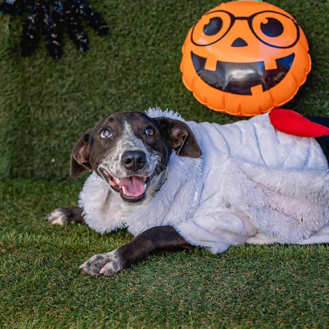 Enlarge Lili, a ADOPTABLE mixed breed in Bend, OR image 5/5