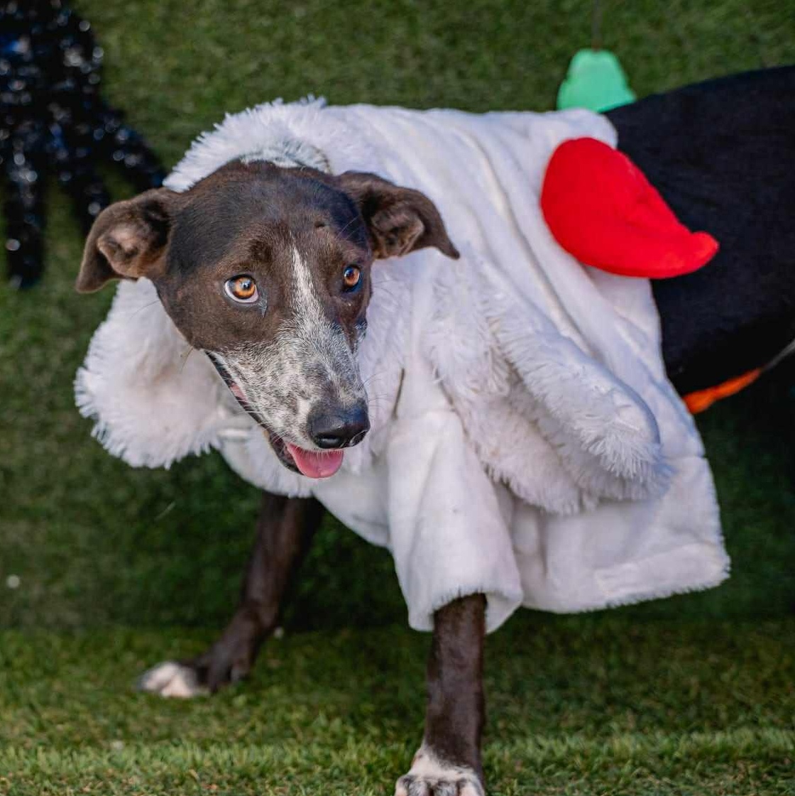 Enlarge Lili, a ADOPTABLE mixed breed in Bend, OR image 3/5