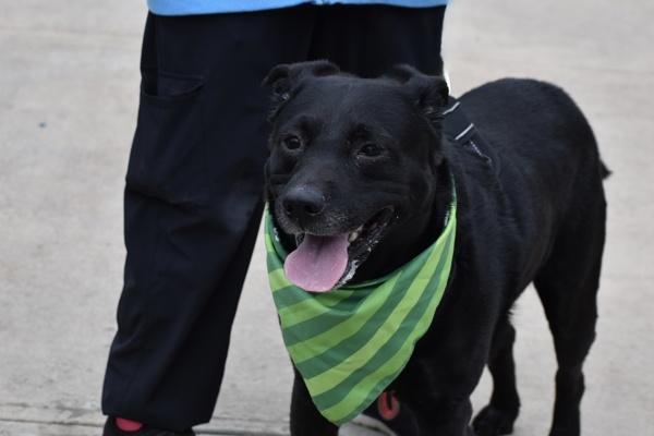 Enlarge Apollo, a Adoptable mixed breed in Staten Island, NY image 3/6