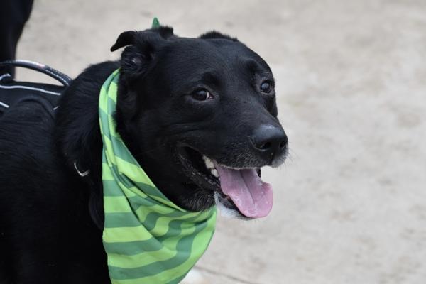 Enlarge Apollo, a Adoptable mixed breed in Staten Island, NY image 4/6