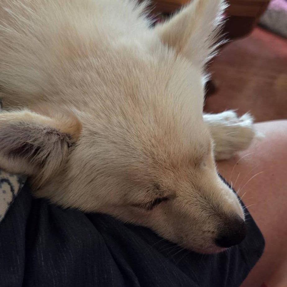 Sawyer, Adoptable, Puppy Male Pomeranian & Husky.