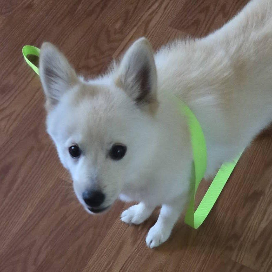 Enlarge Sawyer, a Adoptable mixed breed in St. Charles, IL image 2/6