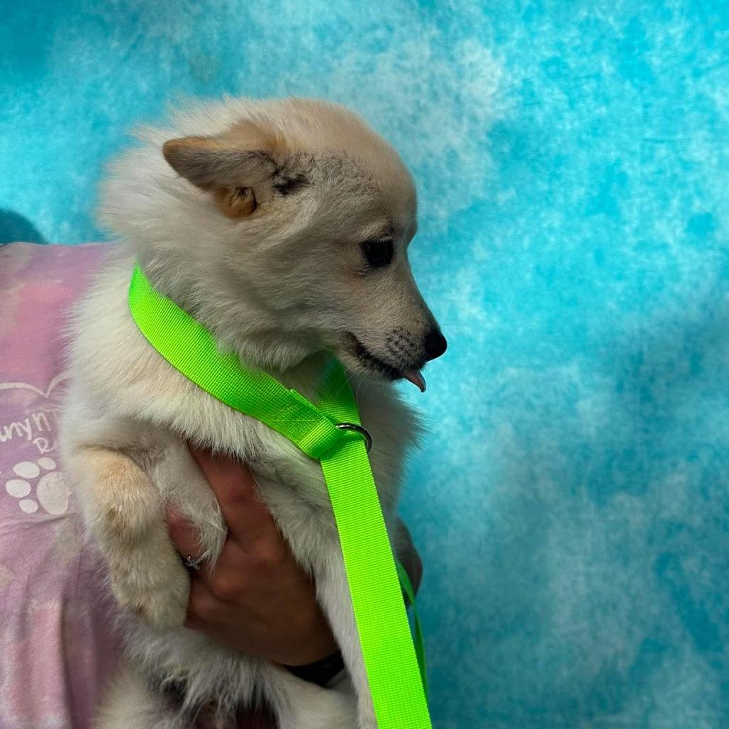 Enlarge Sawyer, a Adoptable mixed breed in St. Charles, IL image 3/6